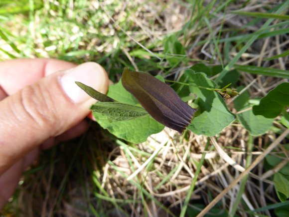 Aristolochia rotunda