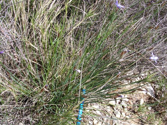 Aphyllanthes monspeliensis L. Aphyllanthaceae - Aphyllanthe de M