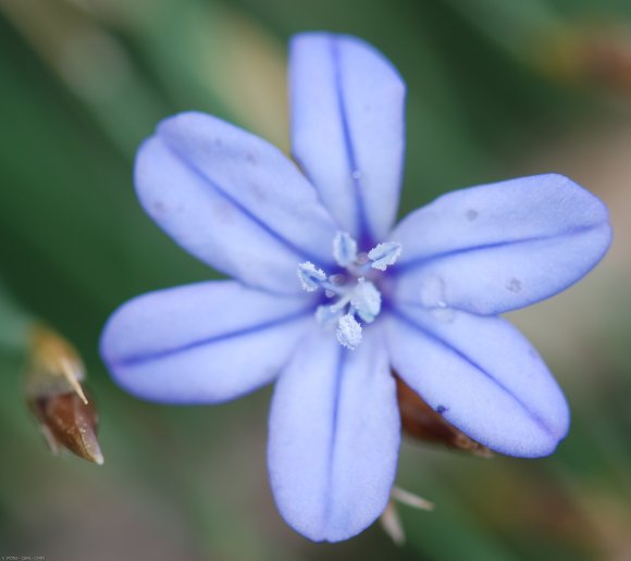 Aphyllanthes monspeliensis L. Aphyllanthaceae - Aphyllanthe de M