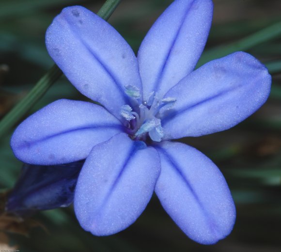 Aphyllanthes monspeliensis L. Aphyllanthaceae - Aphyllanthe de M