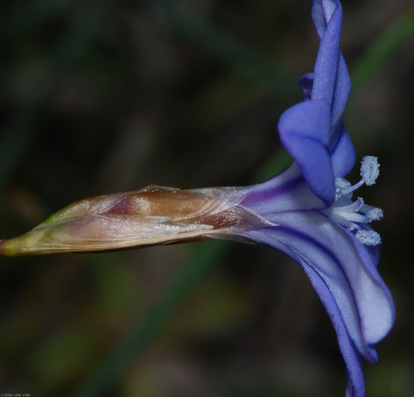 Aphyllanthes monspeliensis L. Aphyllanthaceae - Aphyllanthe de M