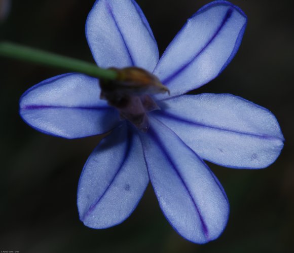 Aphyllanthes monspeliensis L. Aphyllanthaceae - Aphyllanthe de M