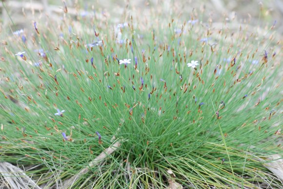 Aphyllanthes monspeliensis L. Aphyllanthaceae - Aphyllanthe de M