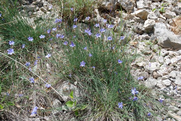 Aphyllanthes monspeliensis L. Aphyllanthaceae - Aphyllanthe de M