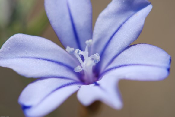 Aphyllanthes monspeliensis L. Aphyllanthaceae - Aphyllanthe de M