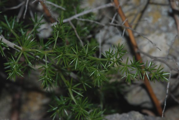 Asparagus Acutifolius L. Asparagaceae - Asperge