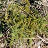 Asparagus Acutifolius L. Asparagaceae - Asperge