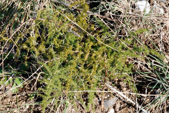 Asparagus Acutifolius L. Asparagaceae - Asperge