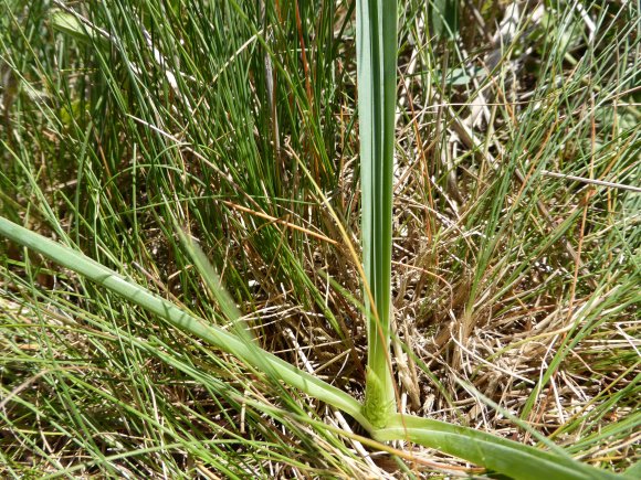 Loncomelos narbonense (L.) Raf. Asparagaceae
Ornithogale de Narb