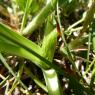 Loncomelos narbonense (L.) Raf. Asparagaceae
Ornithogale de Narb