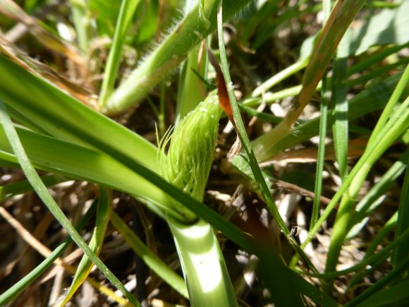 Loncomelos narbonense (L.) Raf. Asparagaceae
Ornithogale de Narb