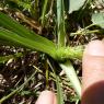 Loncomelos narbonense (L.) Raf. Asparagaceae
Ornithogale de Narb