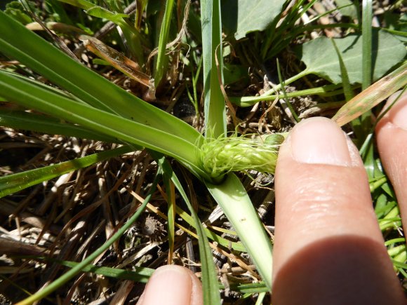 Loncomelos narbonense (L.) Raf. Asparagaceae
Ornithogale de Narb