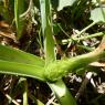 Loncomelos narbonense (L.) Raf. Asparagaceae
Ornithogale de Narb