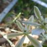 Loncomelos narbonense (L.) Raf. Asparagaceae
Ornithogale de Narb