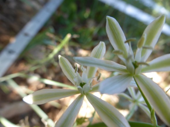 Loncomelos narbonense (L.) Raf. Asparagaceae
Ornithogale de Narb