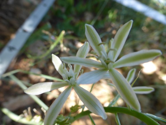 Loncomelos narbonense (L.) Raf. Asparagaceae
Ornithogale de Narb