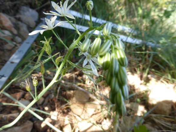 Loncomelos narbonense (L.) Raf. Asparagaceae
Ornithogale de Narb