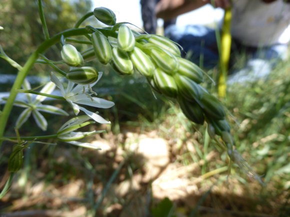 Loncomelos narbonense (L.) Raf. Asparagaceae
Ornithogale de Narb