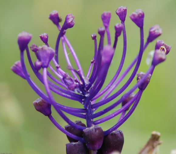 Muscari comosum (L.) Mill. Asparagaceae
Muscari à toupet