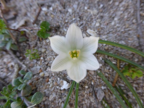 Ornithogalum exscapum subsp. sandalioticum Tornad. & Asparagacea