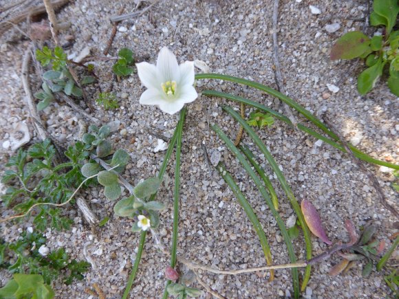 Ornithogalum exscapum subsp. sandalioticum Tornad. & Asparagacea