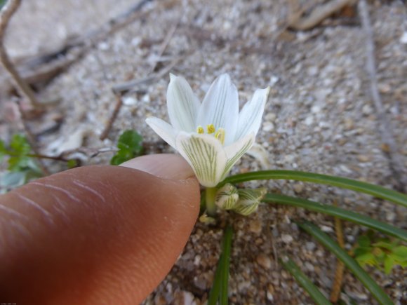 Ornithogalum exscapum subsp. sandalioticum Tornad. & Asparagacea