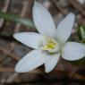 Ornithogalum gussonei Ten. Asparagaceae