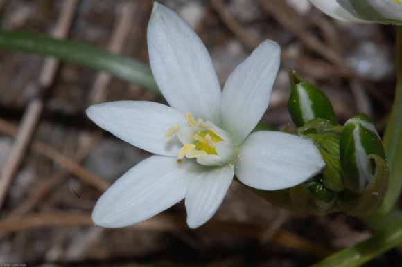 Ornithogalum gussonei Ten. Asparagaceae