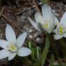 Ornithogalum gussonei Ten. Asparagaceae