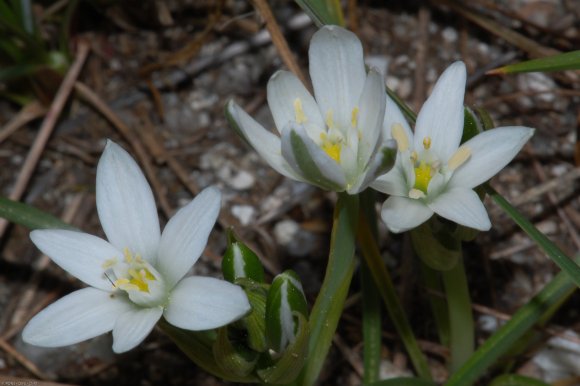 Ornithogalum gussonei Ten. Asparagaceae