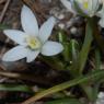 Ornithogalum gussonei Ten. Asparagaceae