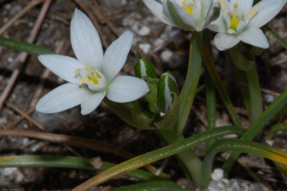 Ornithogalum gussonei Ten. Asparagaceae