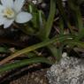 Ornithogalum gussonei Ten. Asparagaceae