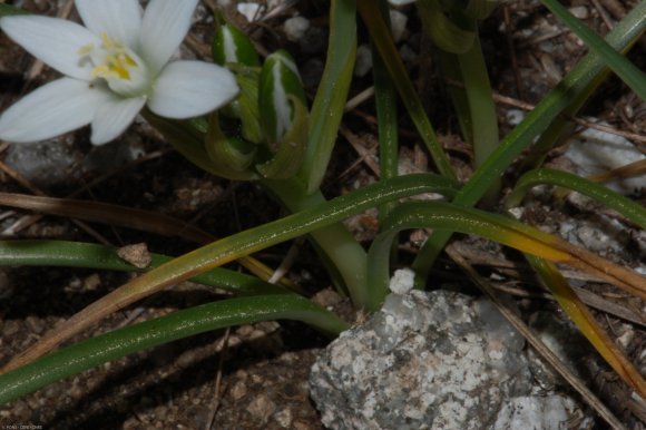 Ornithogalum gussonei Ten. Asparagaceae
