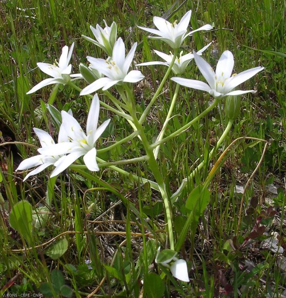 Ornithogalum umbellatum L. Asparagaceae 
Ornithogale à feuilles