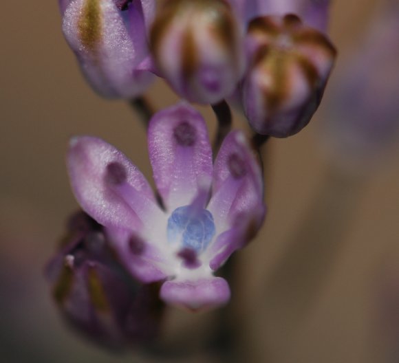 Prospero autumnale (L.) Speta Asparagaceae - Scille d'automne