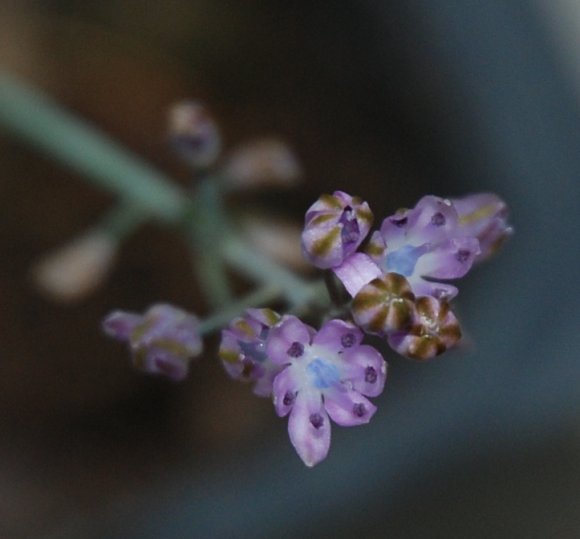 Prospero autumnale (L.) Speta Asparagaceae - Scille d'automne