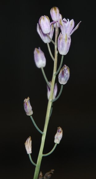 Prospero autumnale (L.) Speta Asparagaceae - Scille d'automne