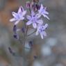 Prospero autumnale (L.) Speta Asparagaceae - Scille d'automne