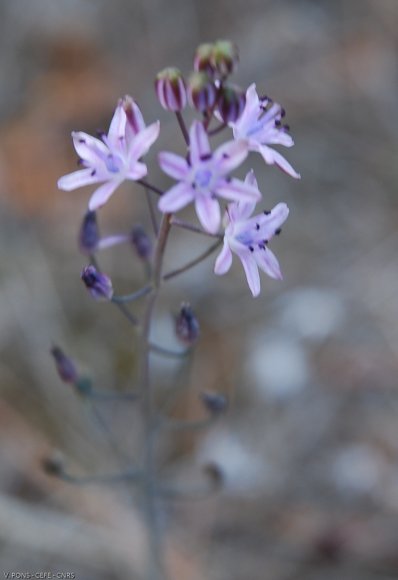 Prospero autumnale (L.) Speta Asparagaceae - Scille d'automne