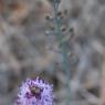Prospero autumnale (L.) Speta Asparagaceae - Scille d'automne