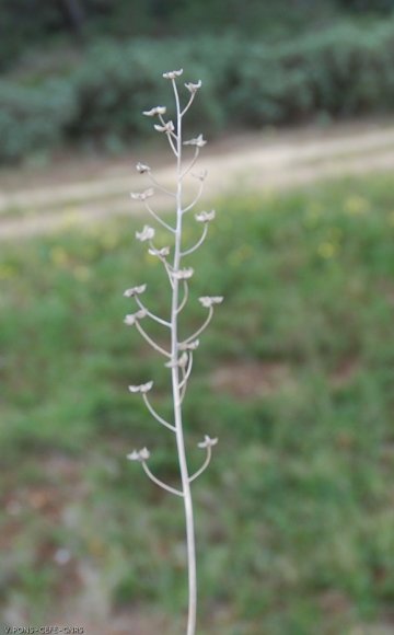 Prospero autumnale (L.) Speta Asparagaceae - Scille d'automne