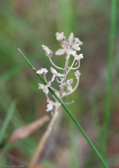 Prospero autumnale (L.) Speta Asparagaceae - Scille d'automne