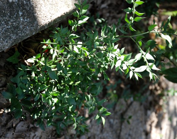 Ruscus aculeatus L. Asparagaceae - Petit-houx