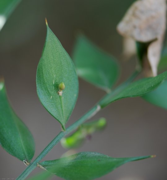 Ruscus aculeatus L. Asparagaceae - Petit-houx