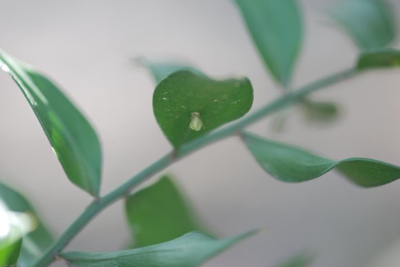 Ruscus aculeatus L. Asparagaceae - Petit-houx