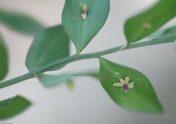 Ruscus aculeatus L. Asparagaceae - Petit-houx