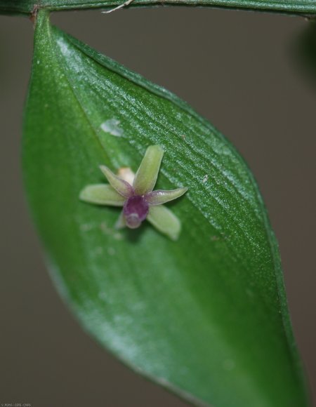 Ruscus aculeatus L. Asparagaceae - Petit-houx