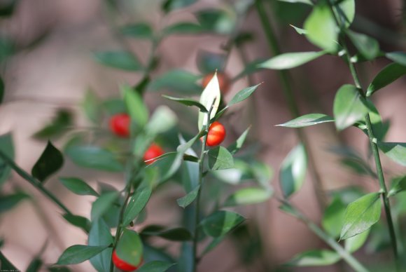 Ruscus aculeatus L. Asparagaceae - Petit-houx